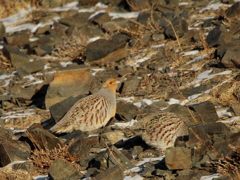 Image of Daurian Partridge