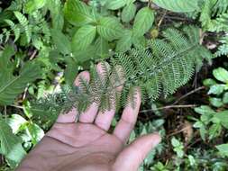 Image of Asplenium thunbergii Kunze