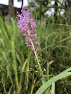 Image of Barnardia japonica (Thunb.) Schult. & Schult. fil.