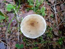 Image of Ampulloclitocybe