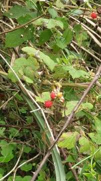 Rubus niveus Thunb. resmi