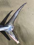 Image of Shortbill Spearfish