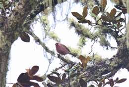 Image of Dark-rumped Rosefinch