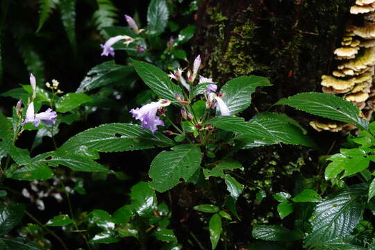 Strobilanthes formosana S. Moore resmi