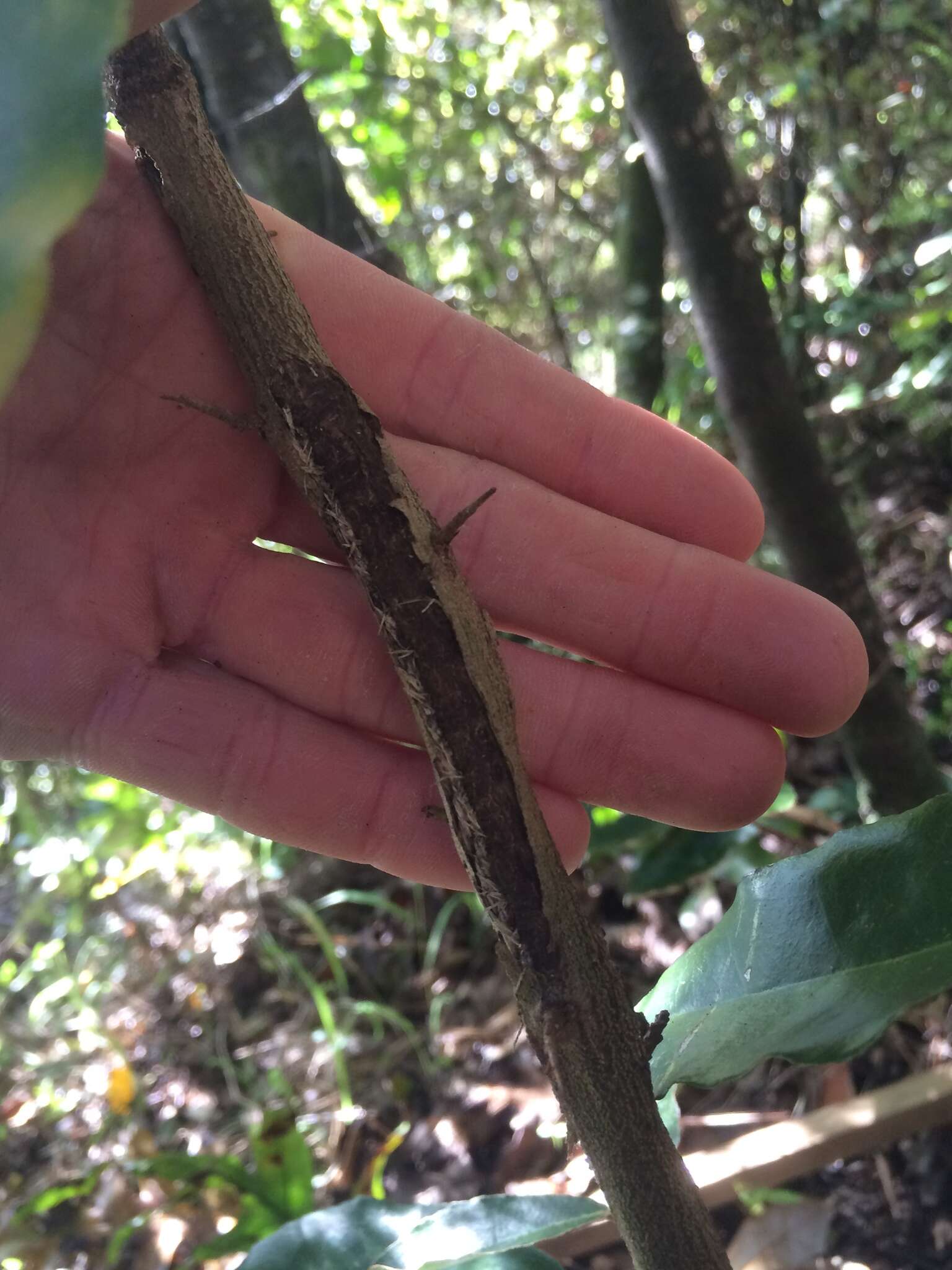 Image of Elaeagnus reflexa E. Morr. & Decne.