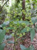 Image of Mackinlaya macrosciadea (F. Muell.) F. Muell.