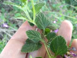 Image of Lantana megapotamica (Spreng.) Tronc.