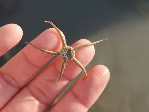 Image of little serpent-star