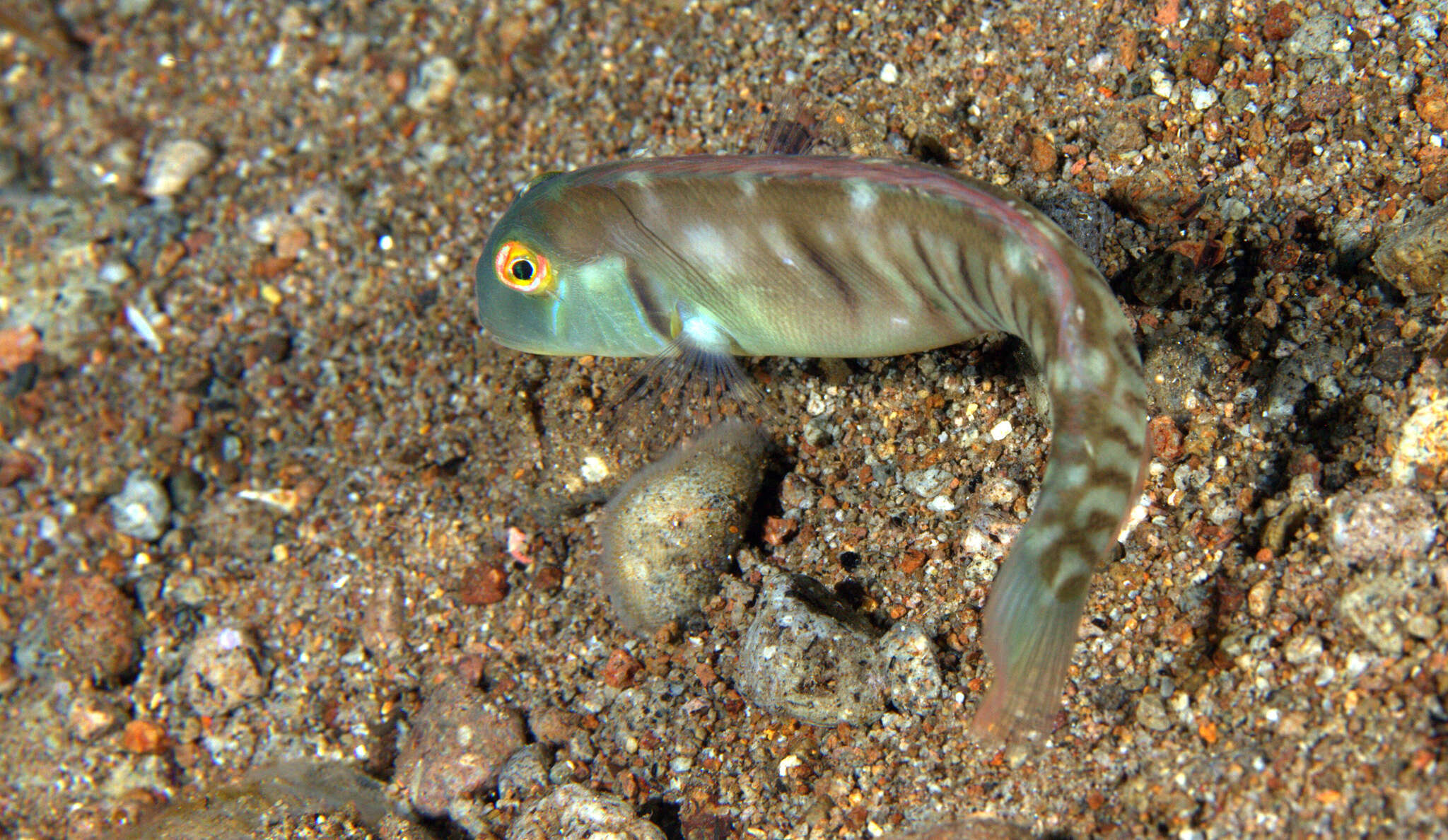 Image of Collared razorfish