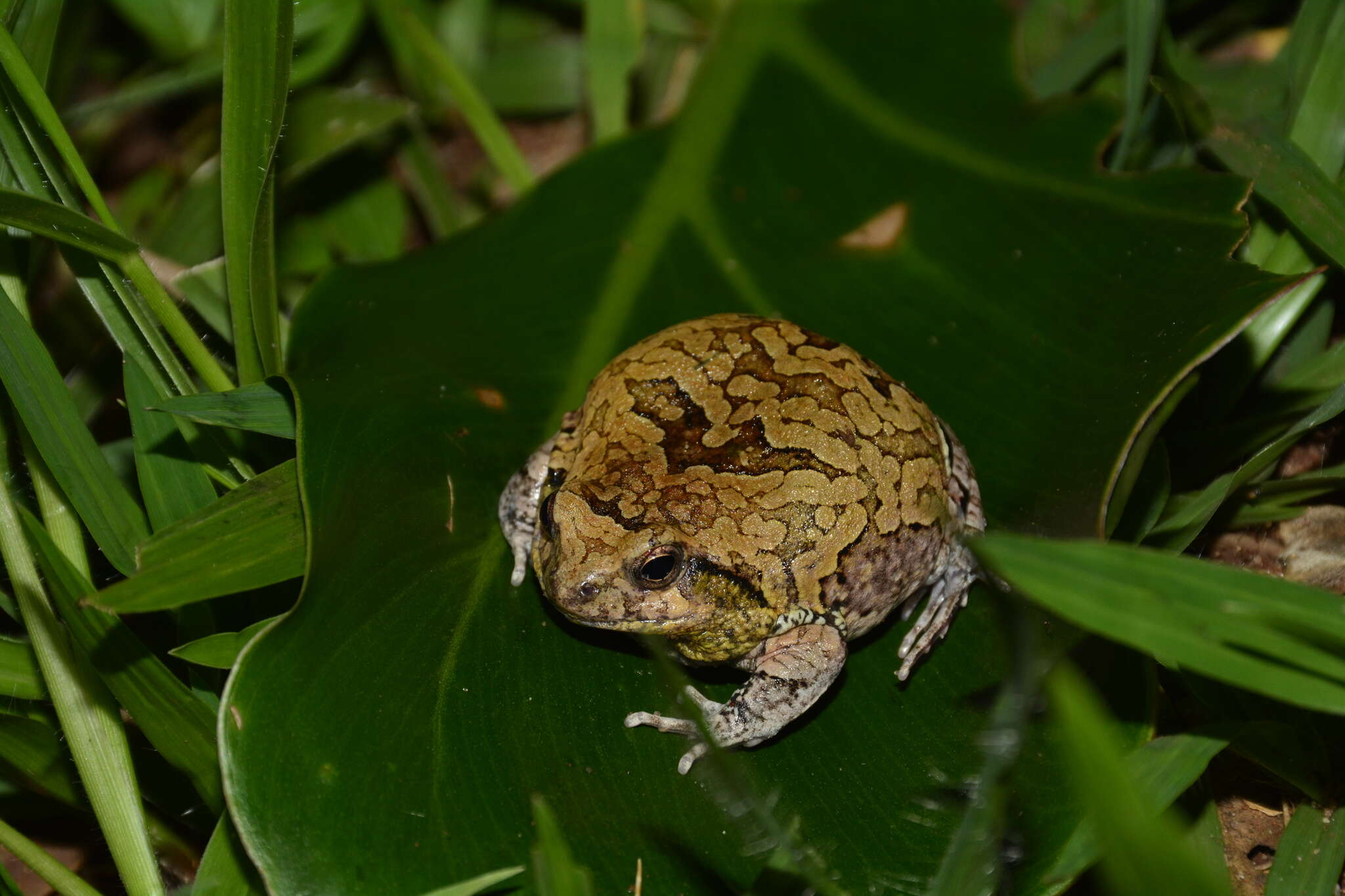 Image of Physalaemus nattereri (Steindachner 1863)