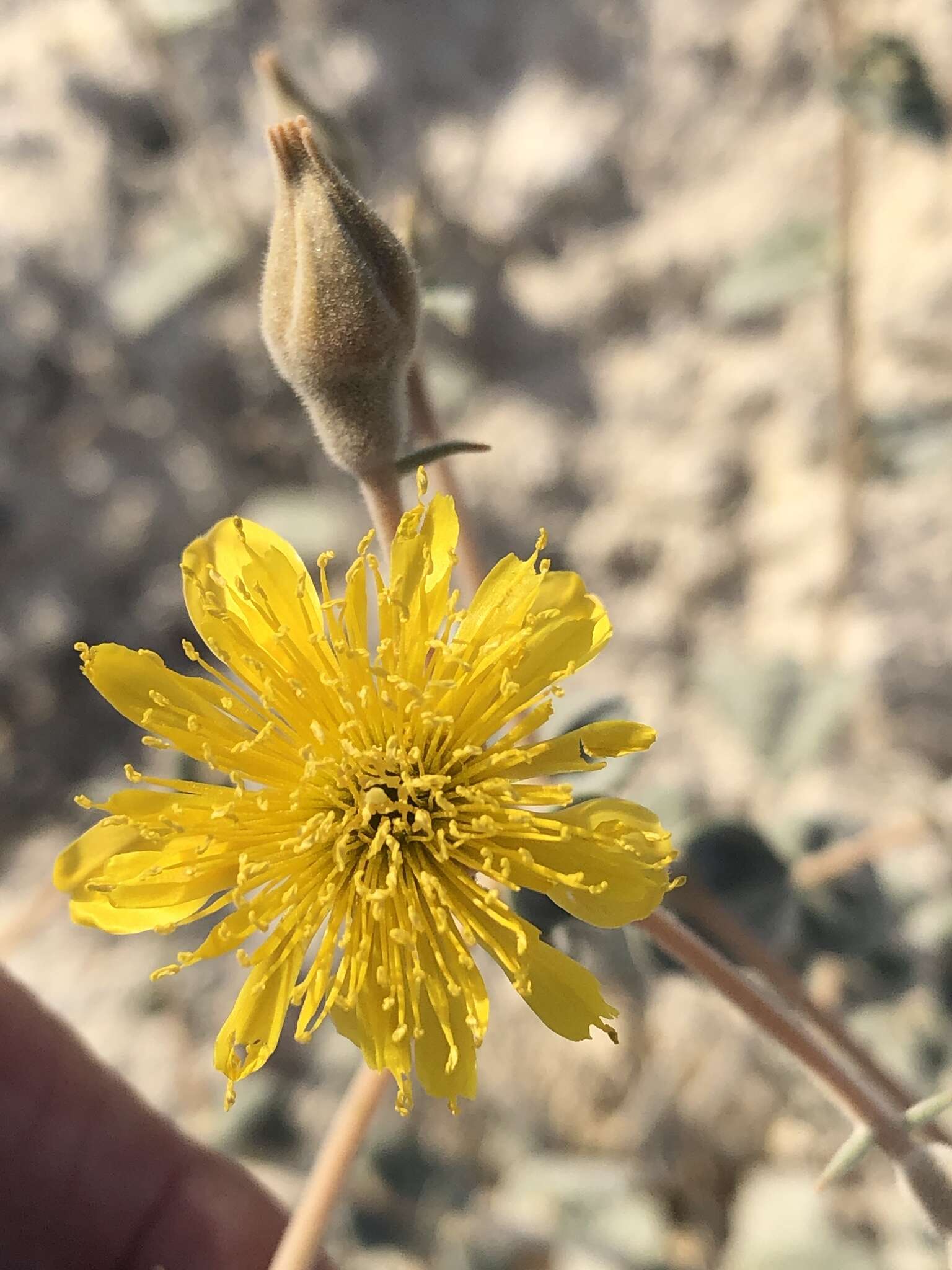 Image of Ash Meadows blazingstar