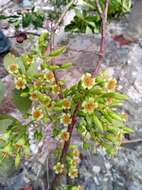 Image of Vaccinium madagascariense (Thou. ex Poir.) Sleum.