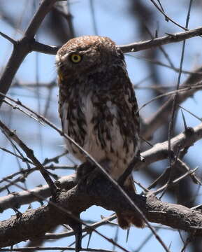 Image of Pearl-spotted Owlet