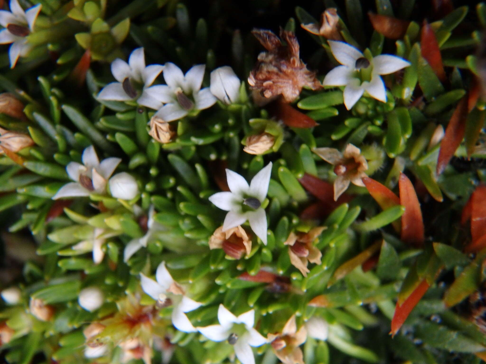 Imagem de Lysipomia sphagnophila subsp. minor McVaugh