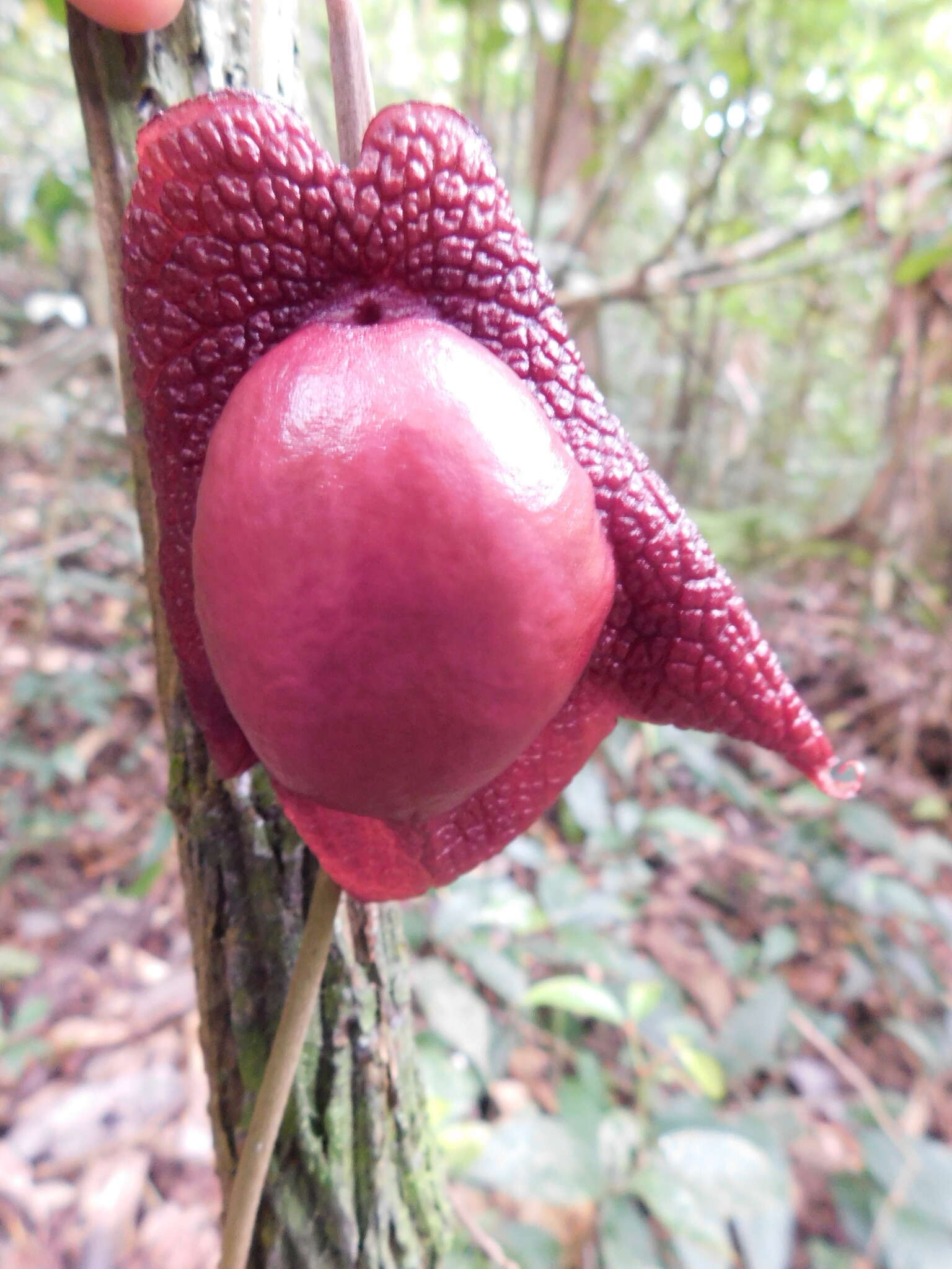 Image of Aristolochia paracleta H. W. Pfeifer