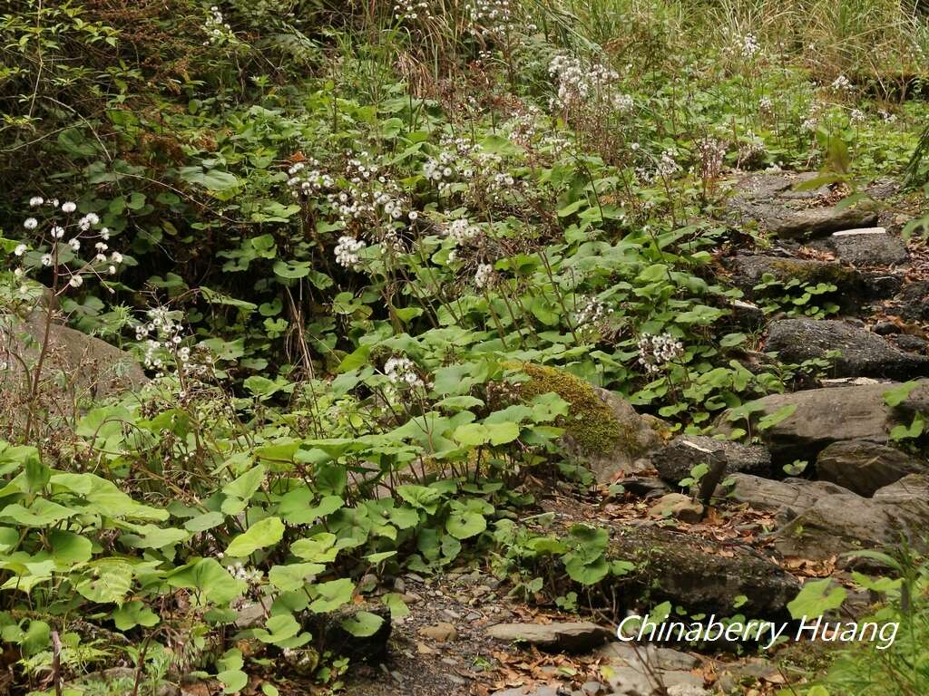 Image of Petasites formosanus Kitam.