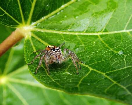 Image of Frigga pratensis (Peckham & Peckham 1885)