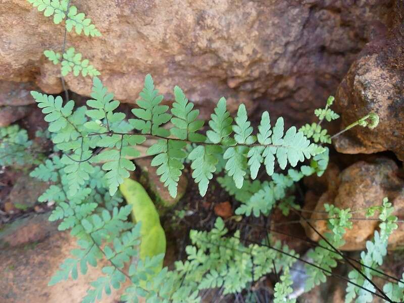 Image of Myriopteris microphylla (Sw.) Grusz & Windham