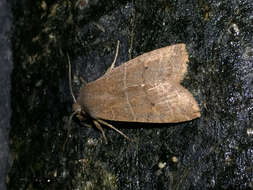 Image of Morrison's Sallow