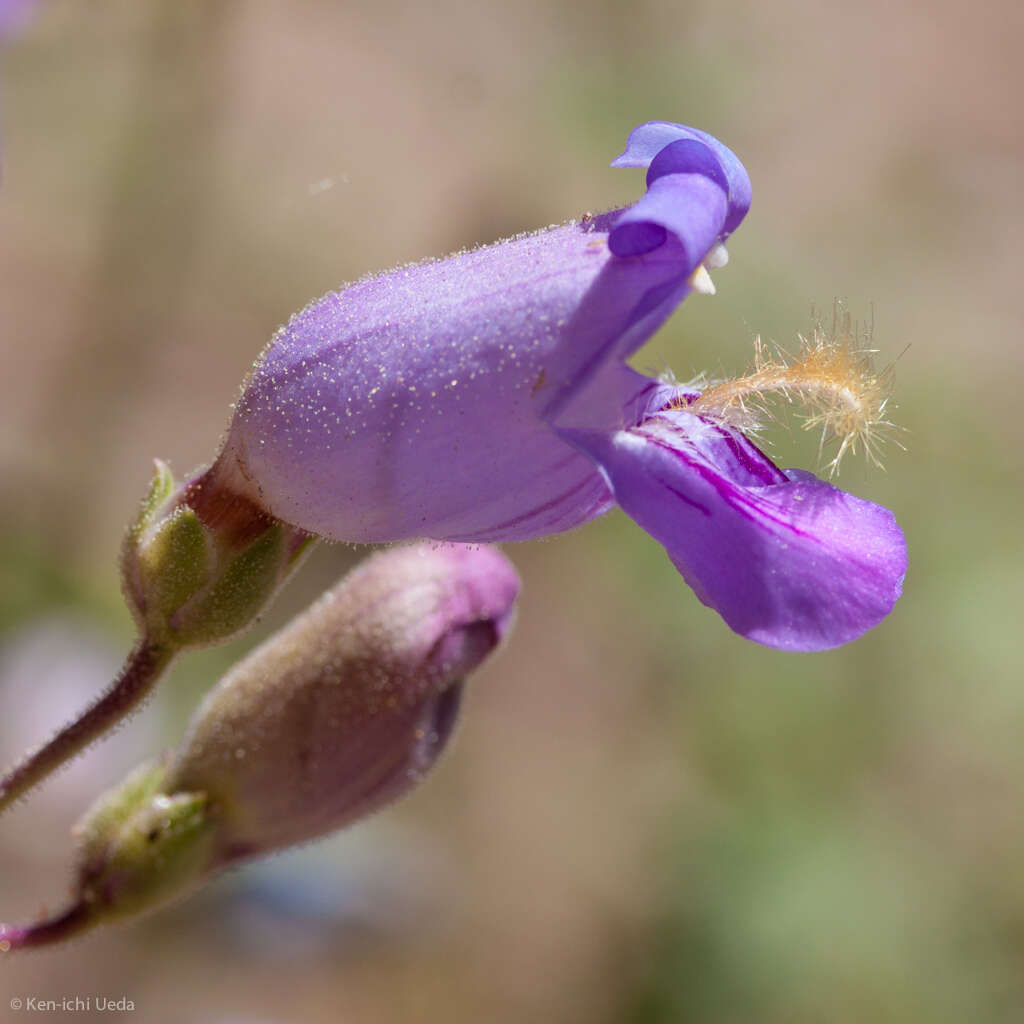 Image de Penstemon grinnellii Eastw.