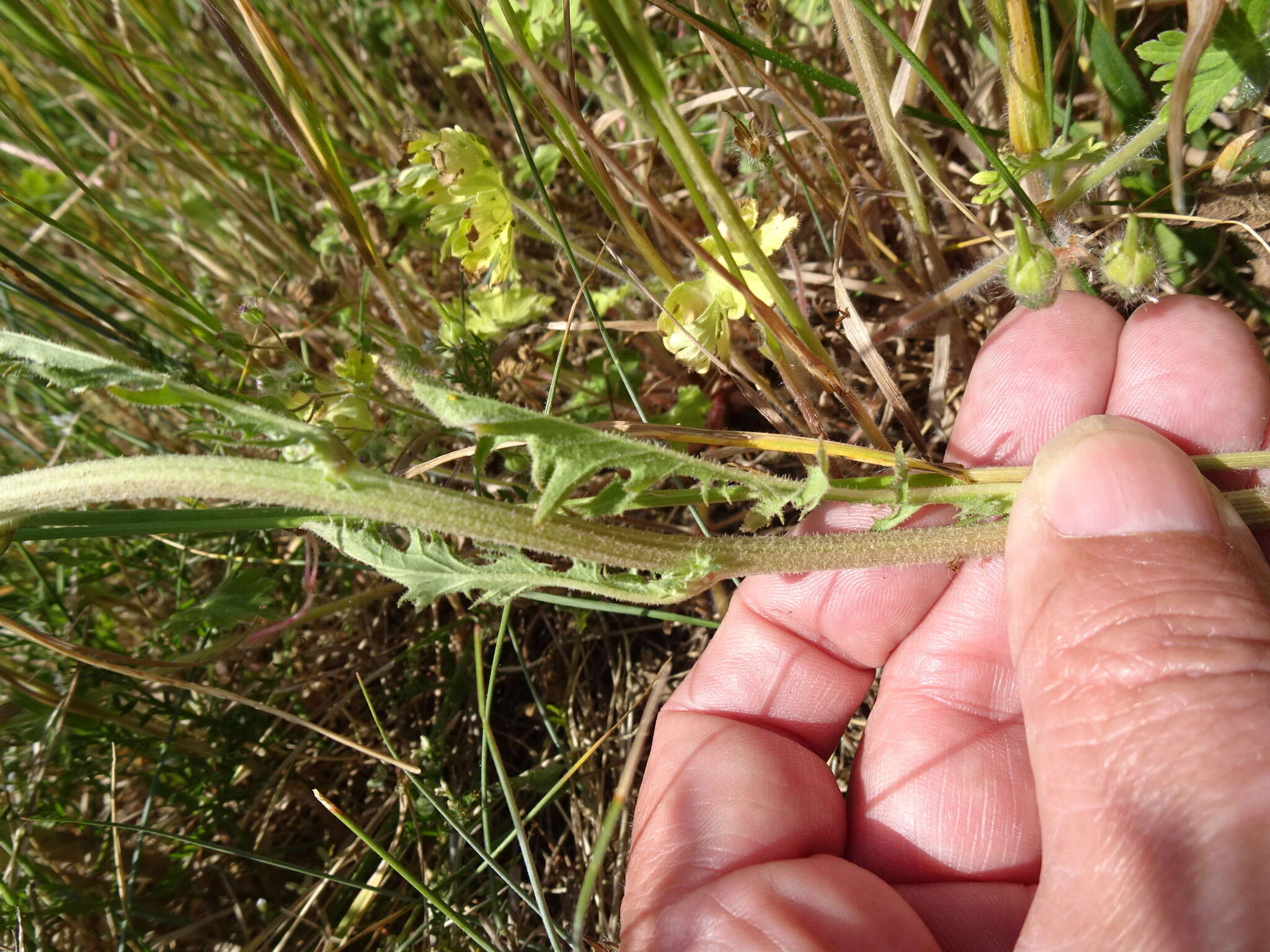 Image of beaked hawksbeard