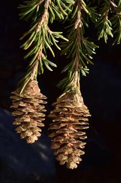 Image of Tsuga mertensiana subsp. grandicona Farjon