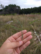 Image de Digitaria cognata (Schult.) Pilg.