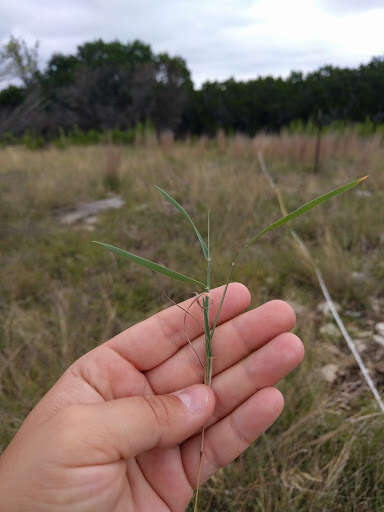 صورة Digitaria cognata (Schult.) Pilg.