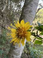 صورة Bidens cosmoides (A. Gray) Sherff