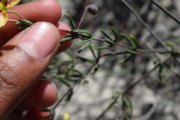 Sivun Roepera spinosa (L.) Beier & Thulin kuva