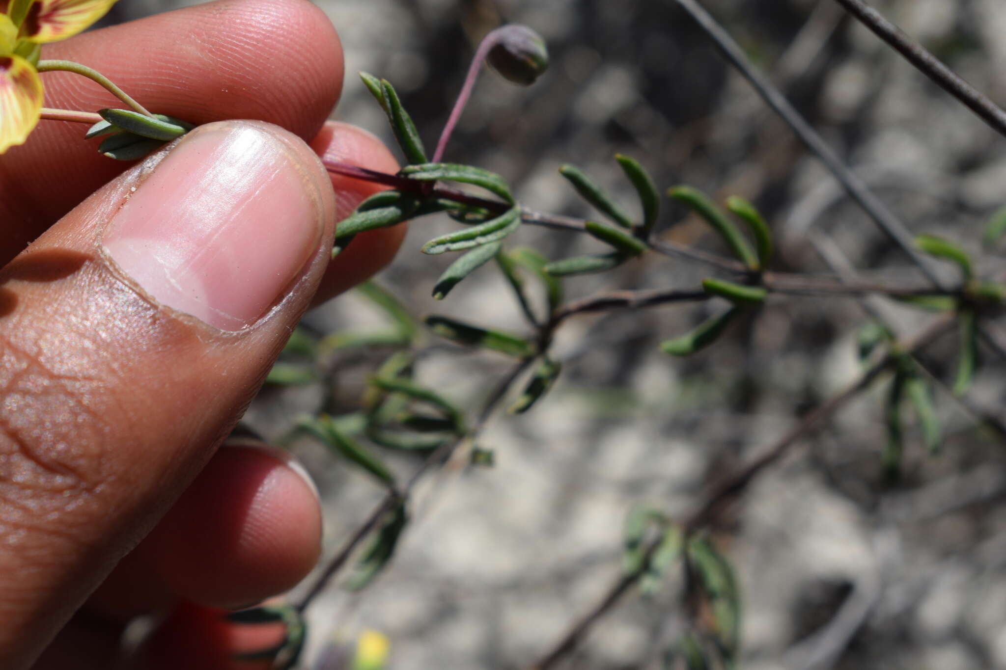 Image of Roepera spinosa (L.) Beier & Thulin