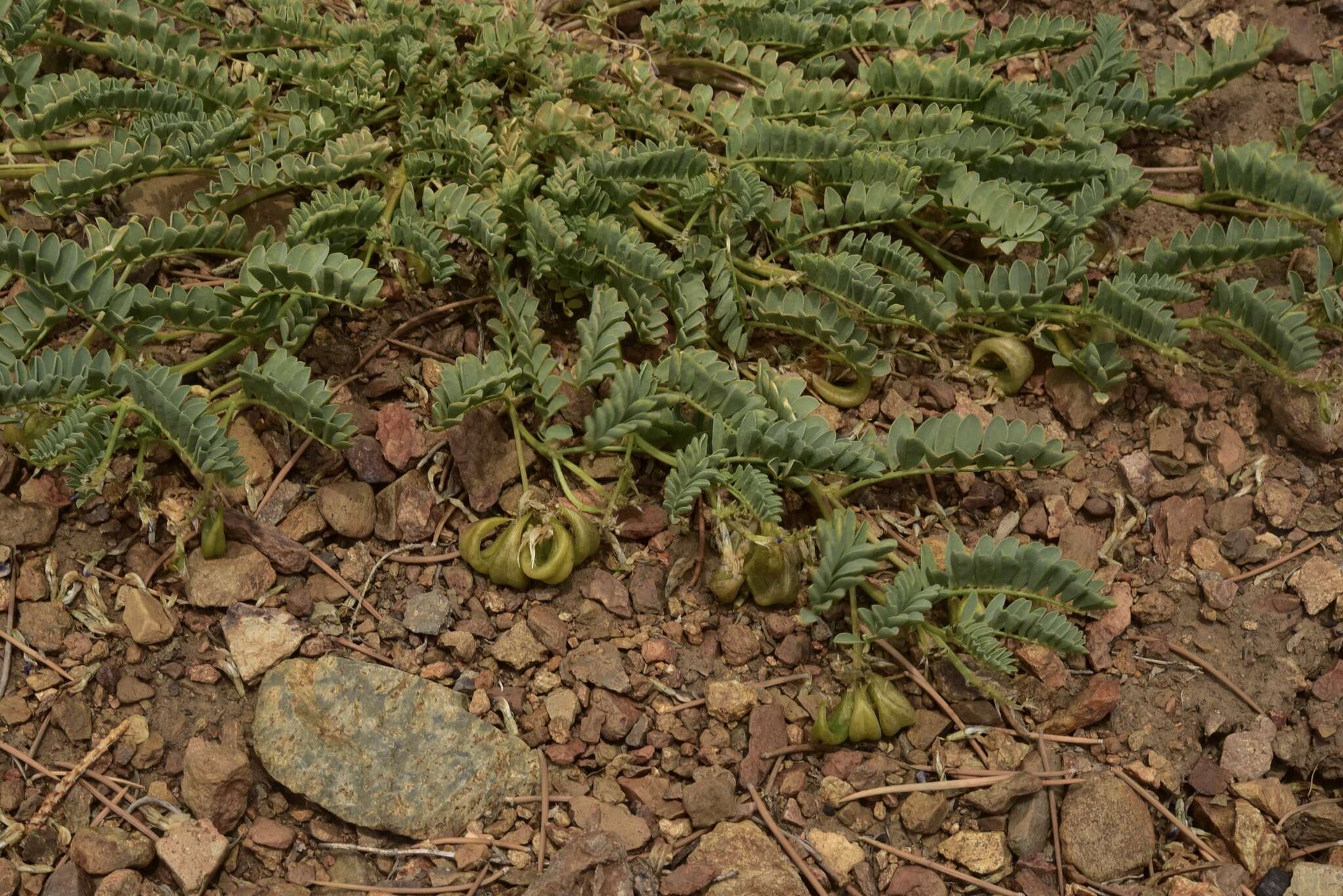 Imagem de Astragalus iodanthus var. iodanthus