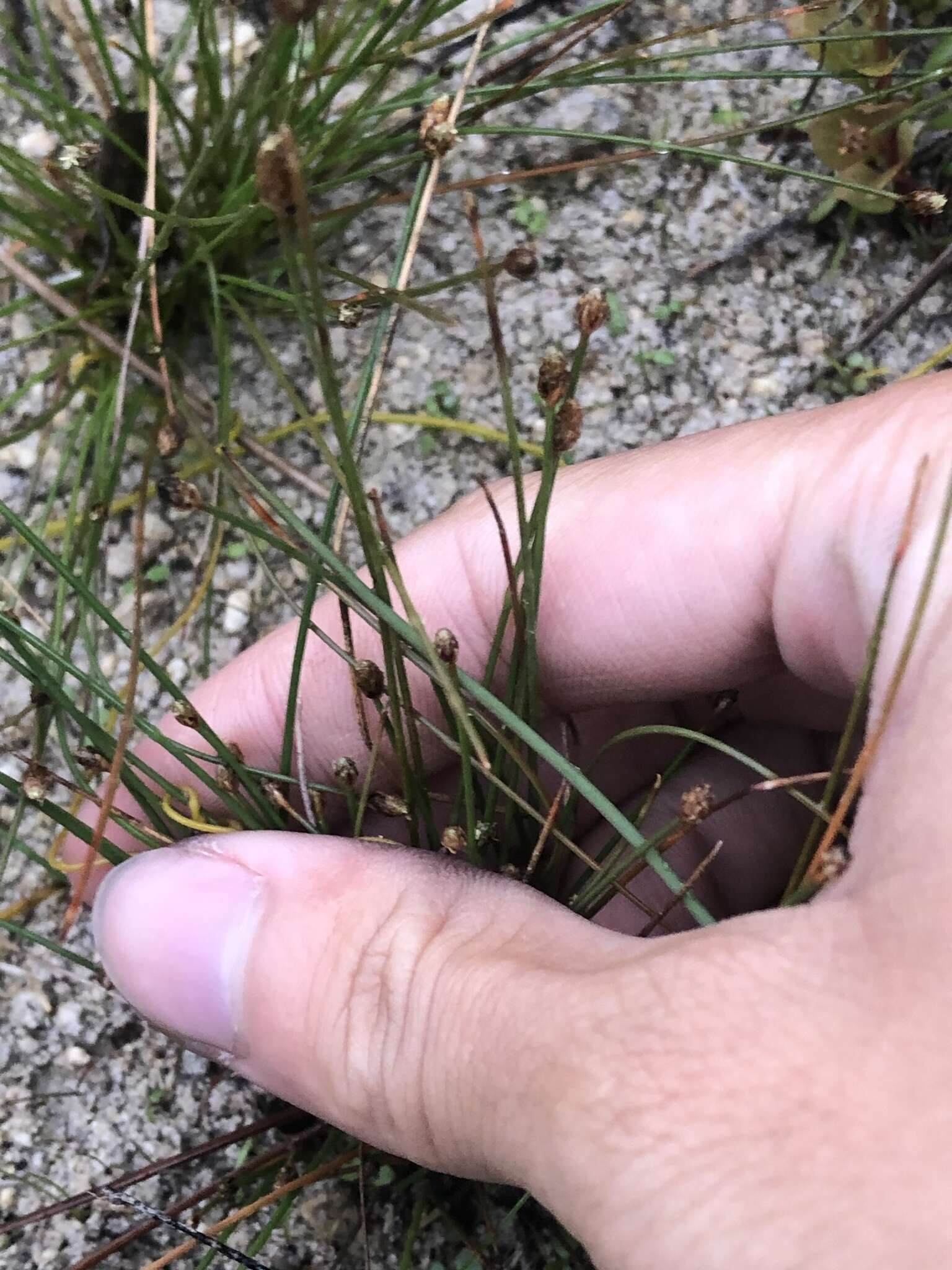 Plancia ëd Eleocharis geniculata (L.) Roem. & Schult.