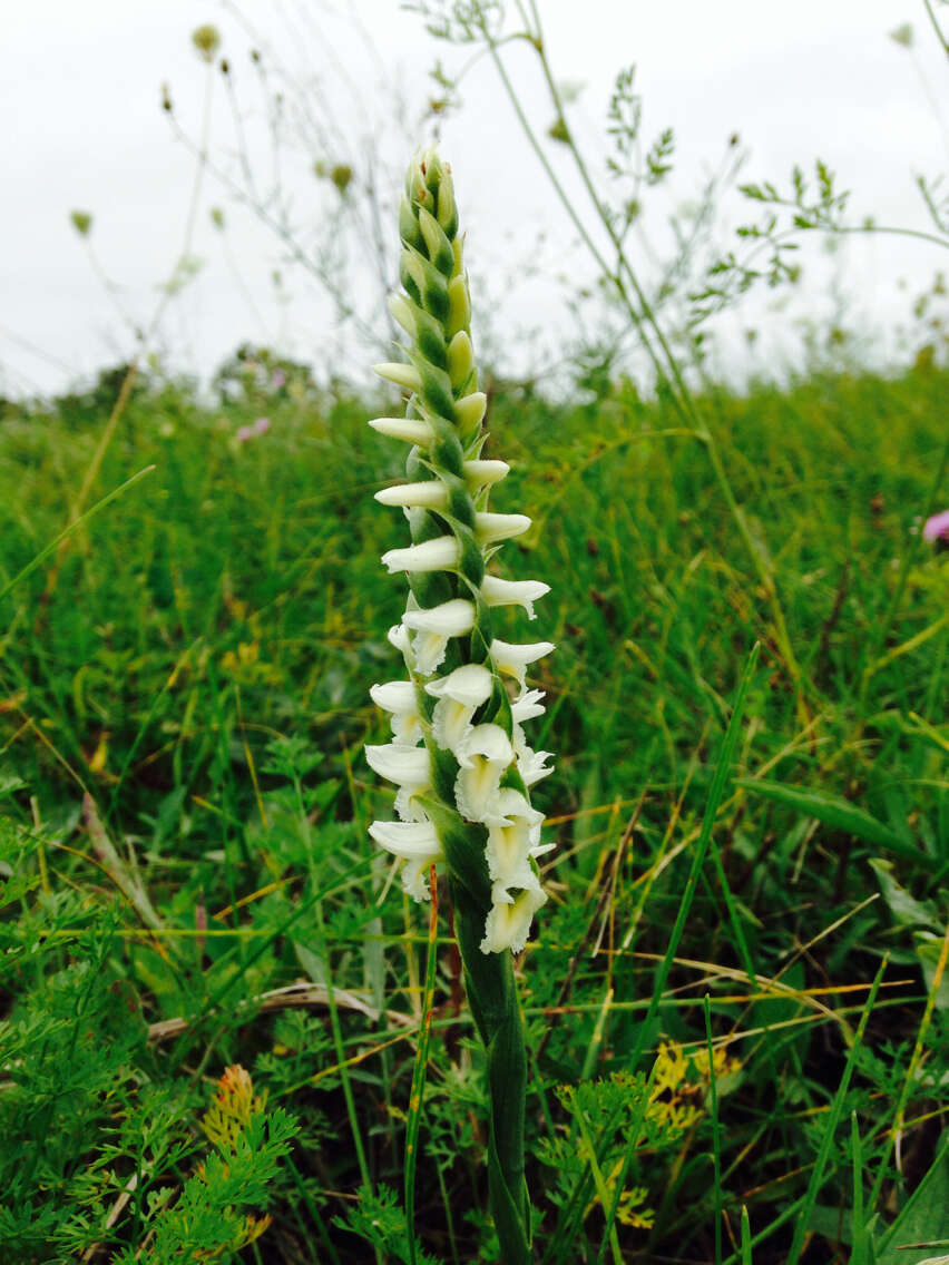 Image of Great Plains lady's tresses