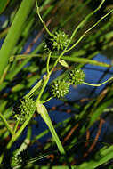 Image of Sparganium eurycarpum subsp. coreanum (H. Lév.) C. D. K. Cook & M. S. Nicholls