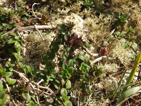 Image of Thymus origanoides Webb & Berthel.
