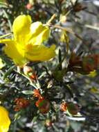 Image of Hibbertia exasperata (Steudel) Briq.