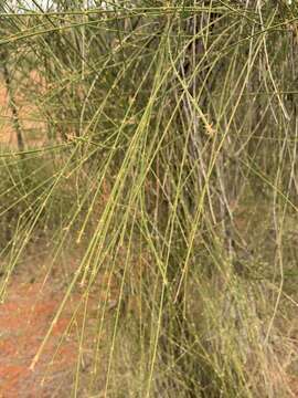 Image of Desert oak