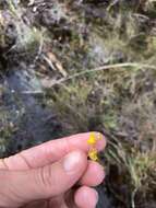 Image of Fringed Bladderwort