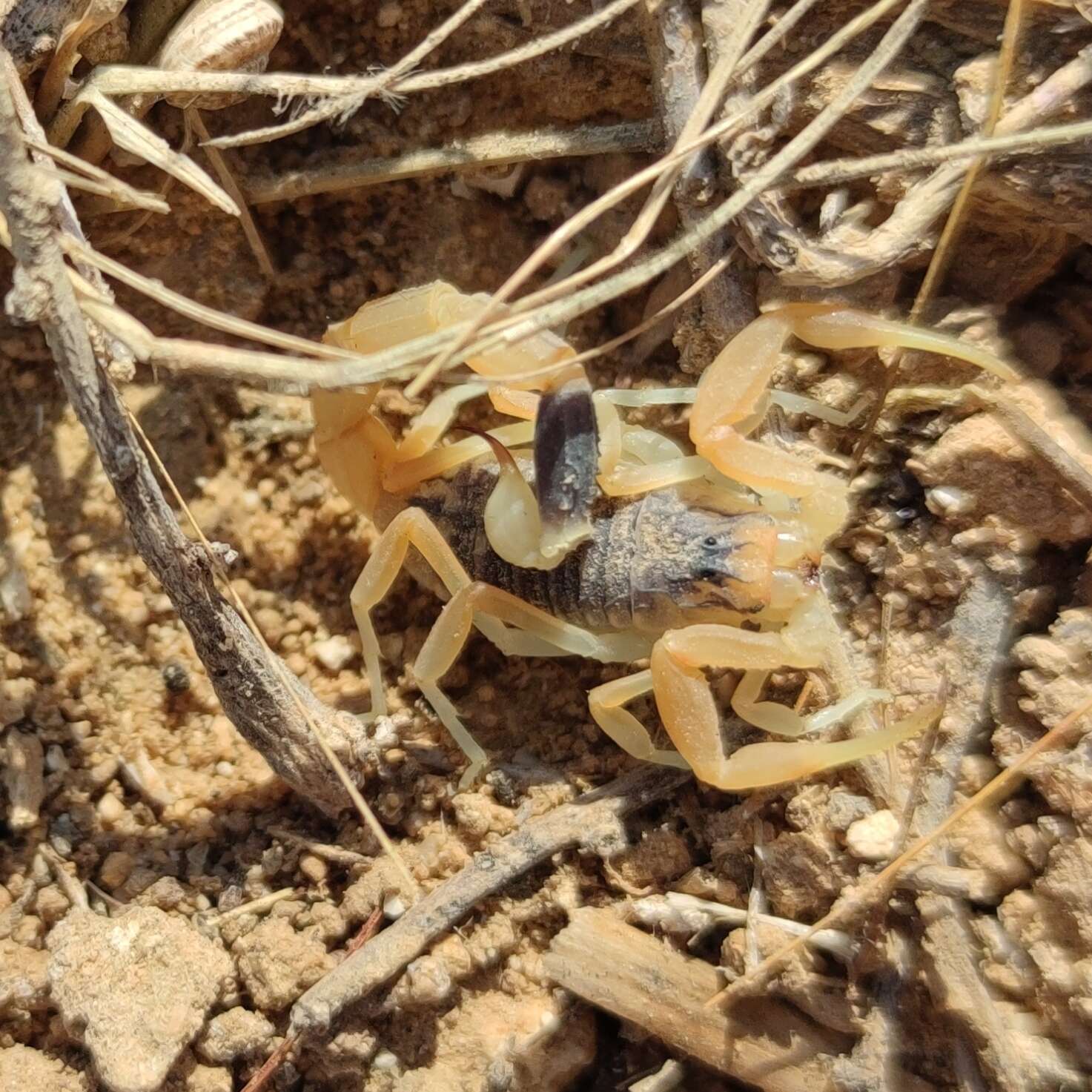 صورة Leiurus hebraeus (Birula 1908)