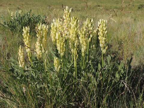 Image of Astragalus follicularis Pall.