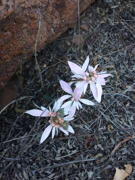 Image de Euphorbia radians Benth.