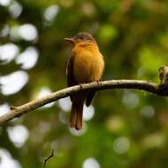 Image of Rufous-tailed Attila