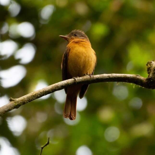 Image of Rufous-tailed Attila