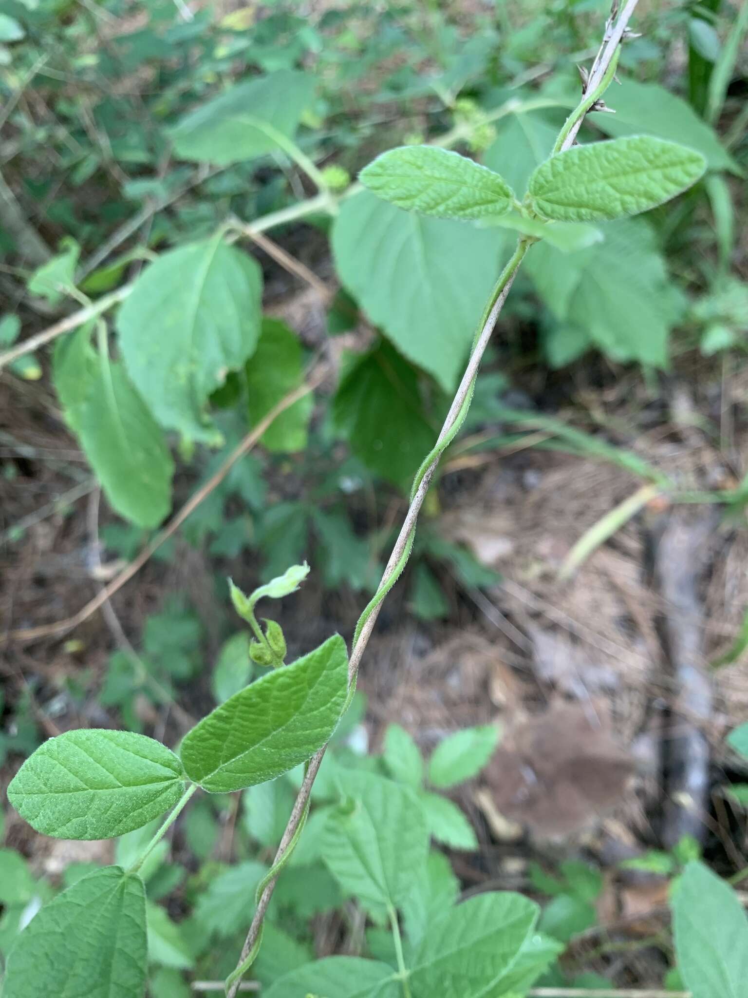 Plancia ëd Rhynchosia latifolia Torr. & A. Gray