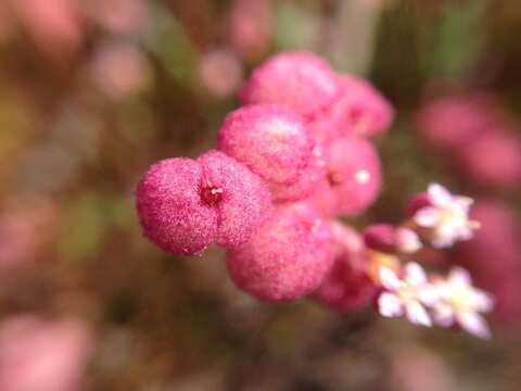 Imagem de Trachymene ornata (Endl.) Druce