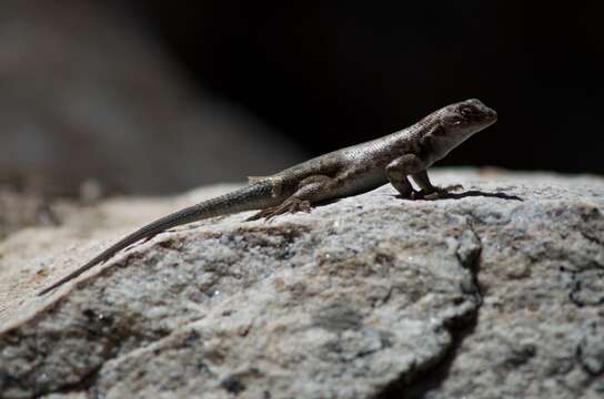 Image of Common Sagebrush Lizard