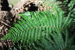 Image de Polystichum parvipinnulum Tag.