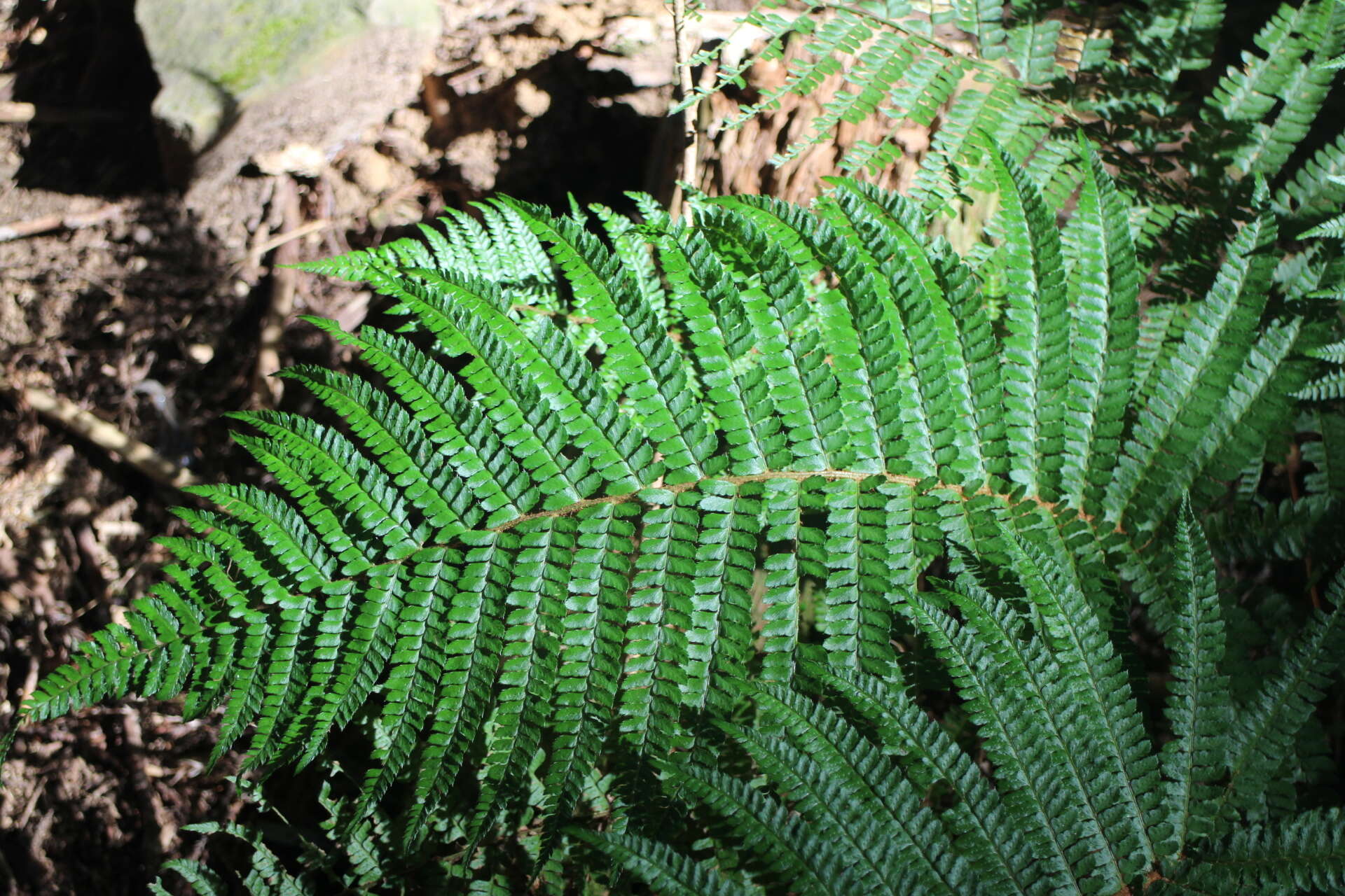 Image de Polystichum parvipinnulum Tag.