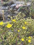 Imagem de Potentilla tanacetifolia